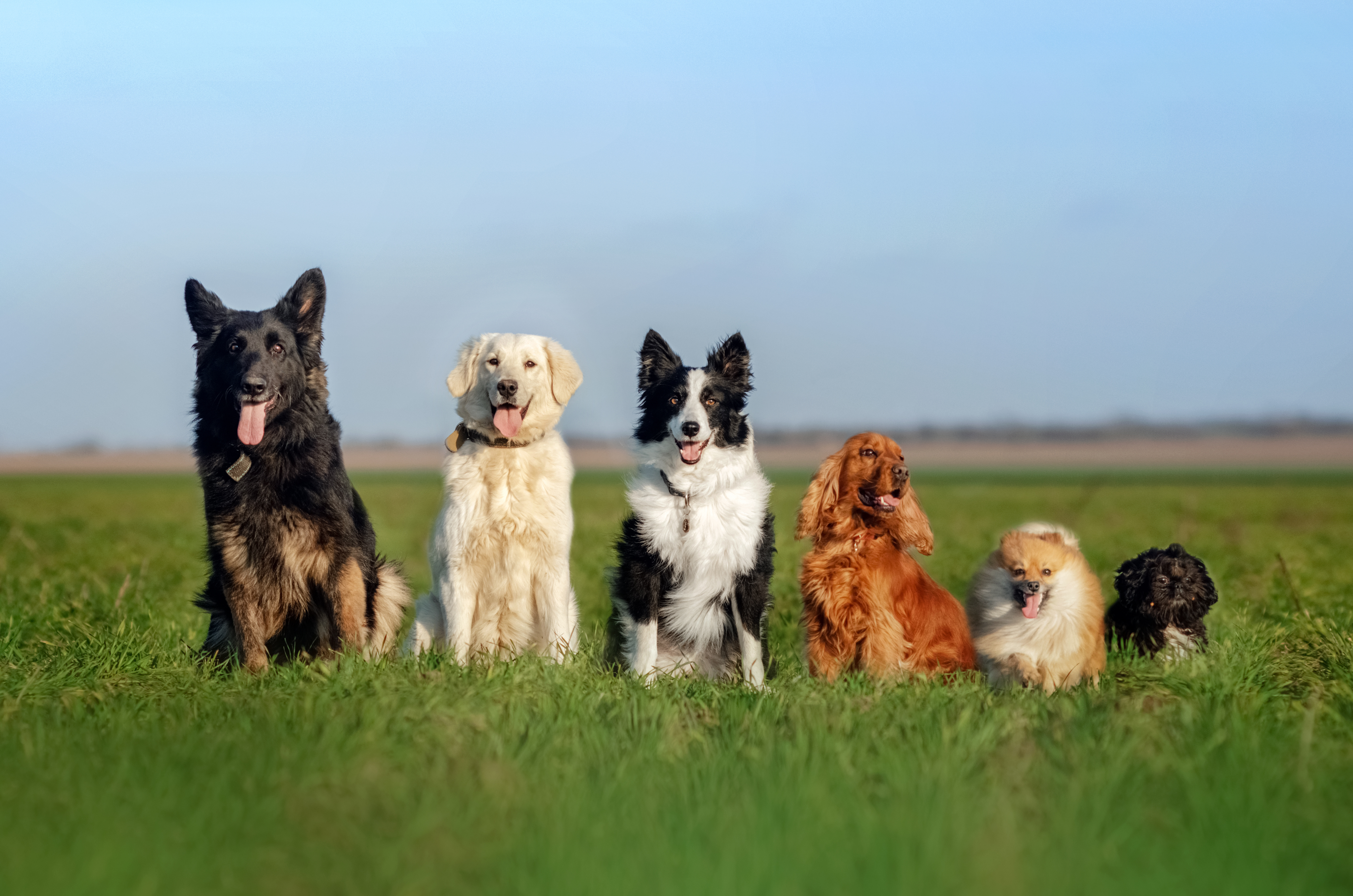 ProOneHund