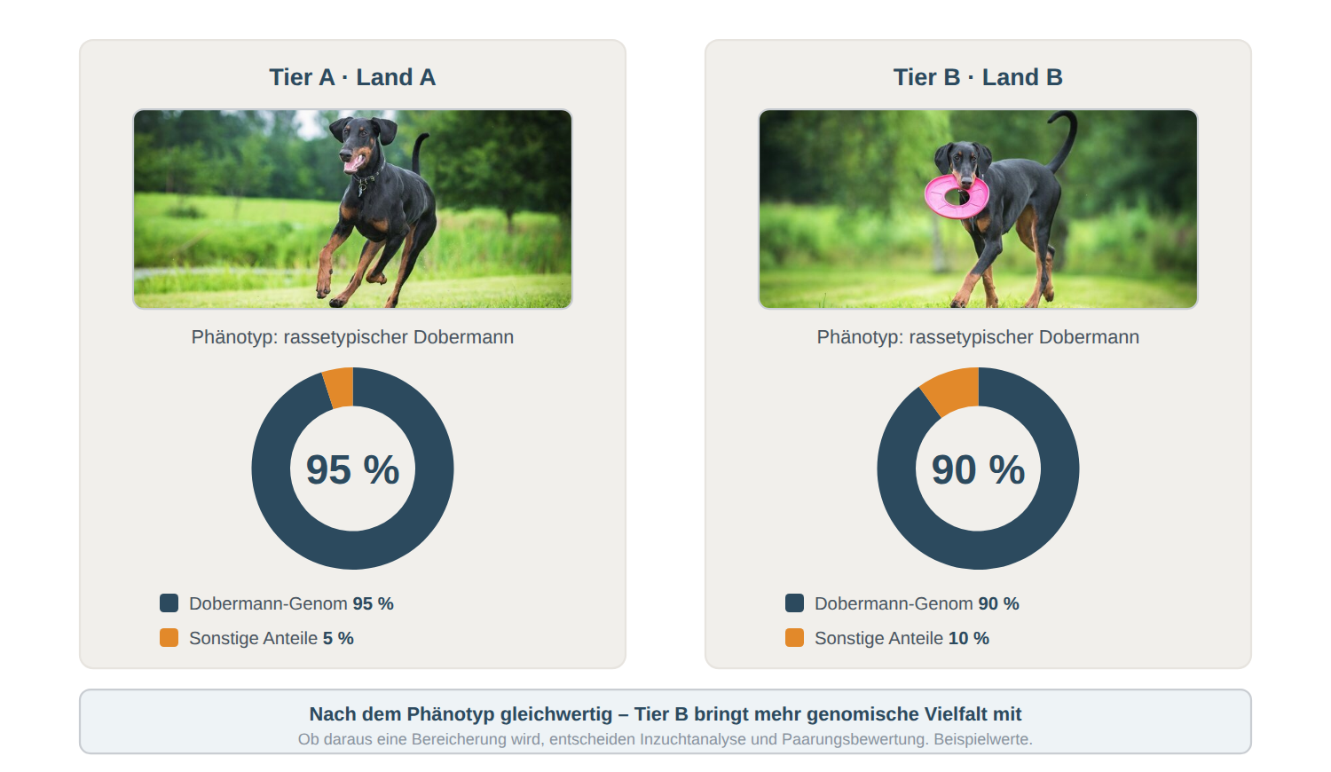 Zwei Hunde mit rassetypischem Dobermann-Phänotyp aus verschiedenen Ländern; das Donut-Diagramm zeigt für Tier A 95 Prozent Dobermann-Genom und 5 Prozent sonstige Anteile, für Tier B 90 Prozent und 10 Prozent.
