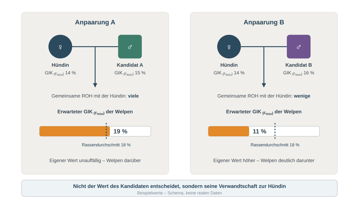 Wirkung zweier Anpaarungskandidaten auf die Inzuchtlage der Welpen Dieselbe Hündin, in beiden Anpaarungen gleich eingefärbt, mit zwei unterschiedlich eingefärbten Kandidaten von ähnlichem eigenem GIK: Kandidat A führt zu Welpen mit 19 Prozent, Kandidat B zu Welpen mit 11 Prozent erwartetem GIK.