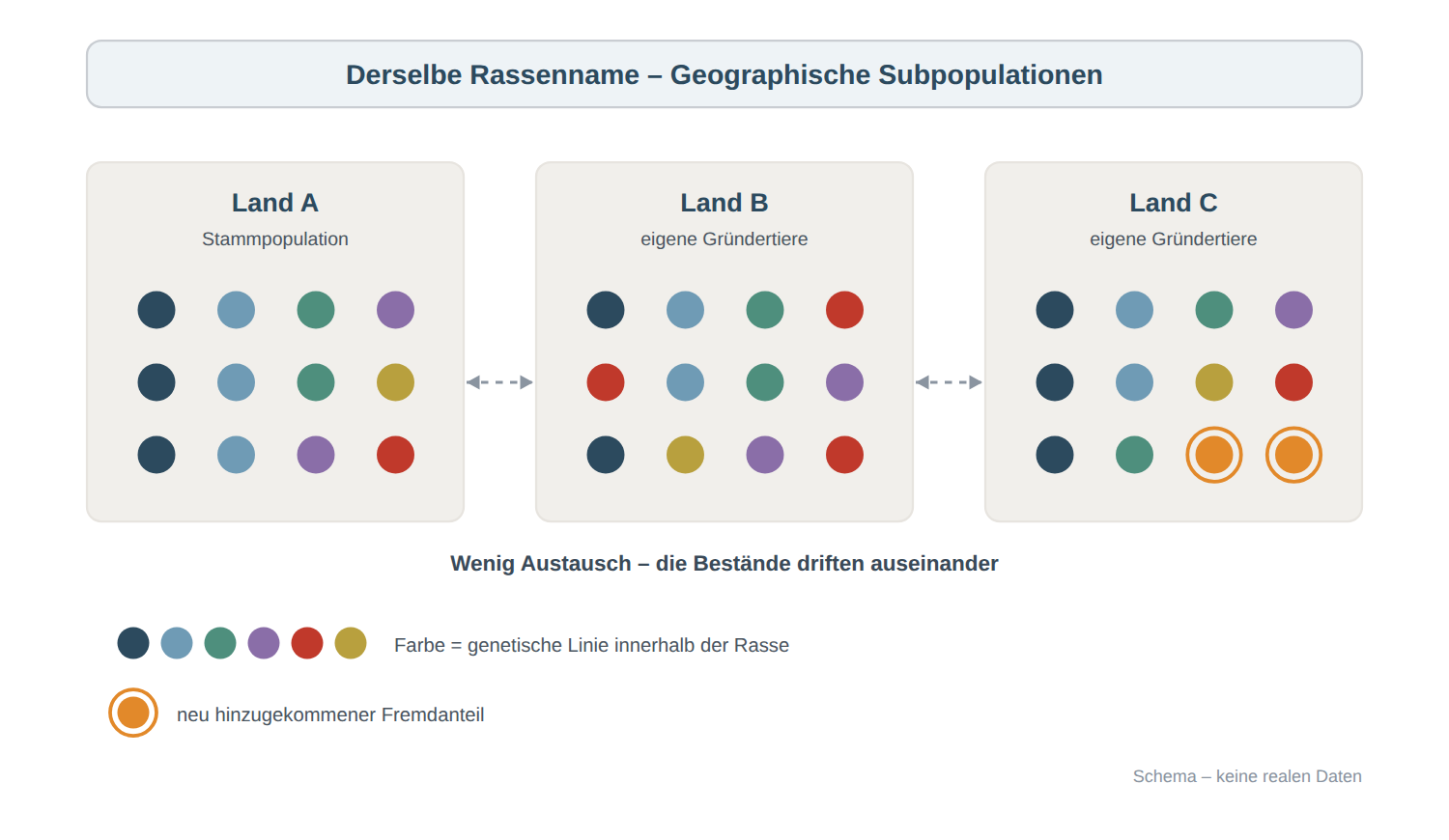 Drei Länderpopulationen derselben Hunderasse mit je zwölf Tieren. Die Stammpopulation in Land A trägt sechs genetische Linien, die rote nur bei einem Tier. In Land B ist die rote Linie dreifach vertreten, dafür sind je ein dunkelblaues und ein graublaues Tier weniger vorhanden. In Land C sind zusätzlich zwei Tiere mit einem neu hinzugekommenen Fremdanteil in Orange dargestellt. Zwischen den Populationen findet kaum Genfluss statt.