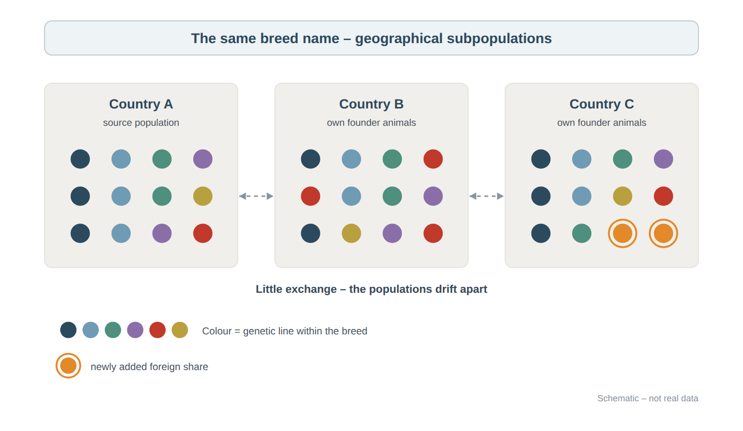 The same breed name – geographical subpopulations Three country populations of the same dog breed with twelve dogs each. The source population in country A carries six genetic lines, the red one in a single dog. In country B the red line is present three times, while one dark blue and one grey-blue dog are missing. In country C two dogs additionally carry a newly added foreign share shown in orange. There is barely any gene flow between the populations.