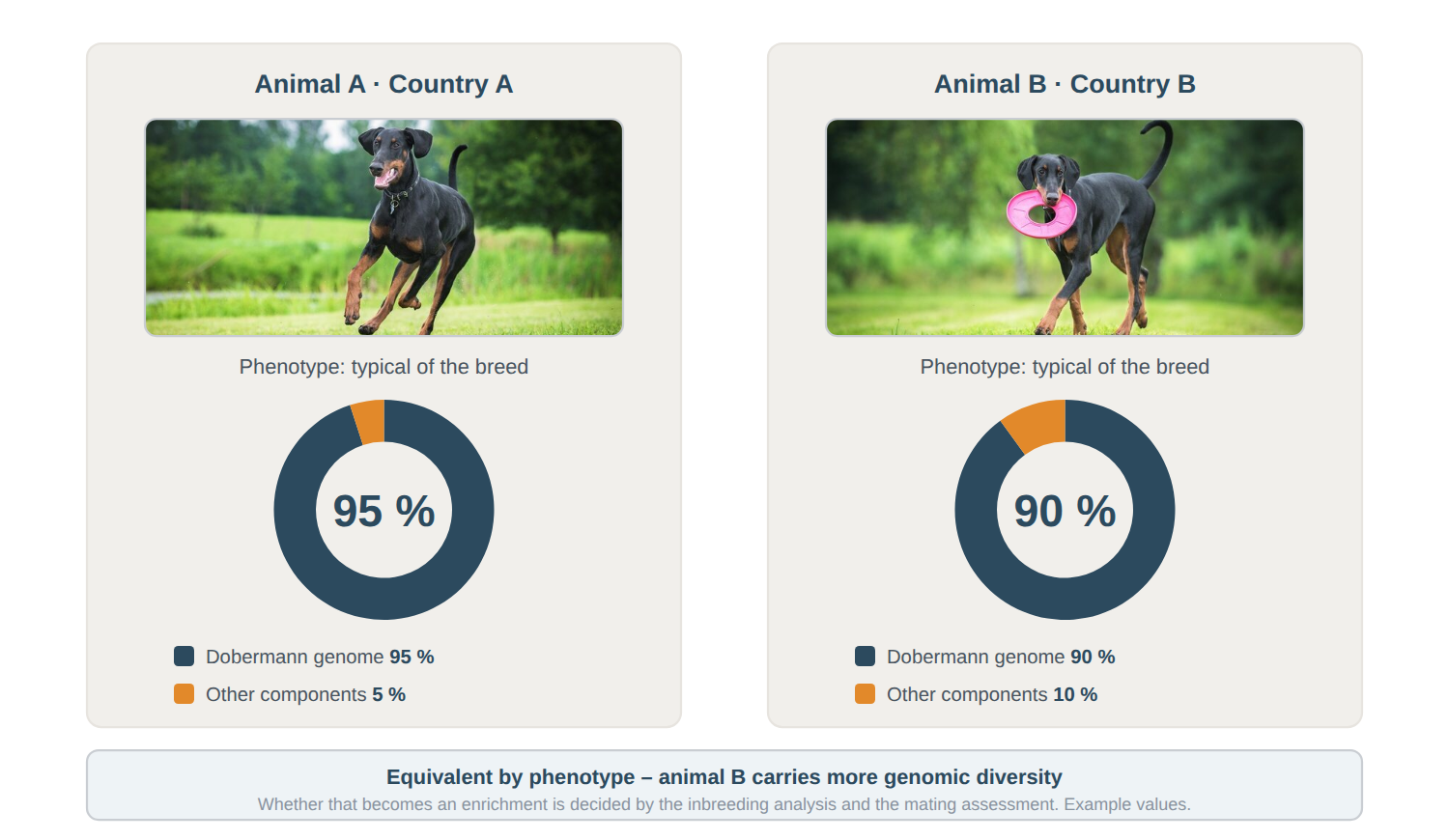 Two dogs with a breed-typical Dobermann phenotype from different countries; the donut chart shows 95 percent Dobermann genome and 5 percent other components for animal A, and 90 percent and 10 percent for animal B.
