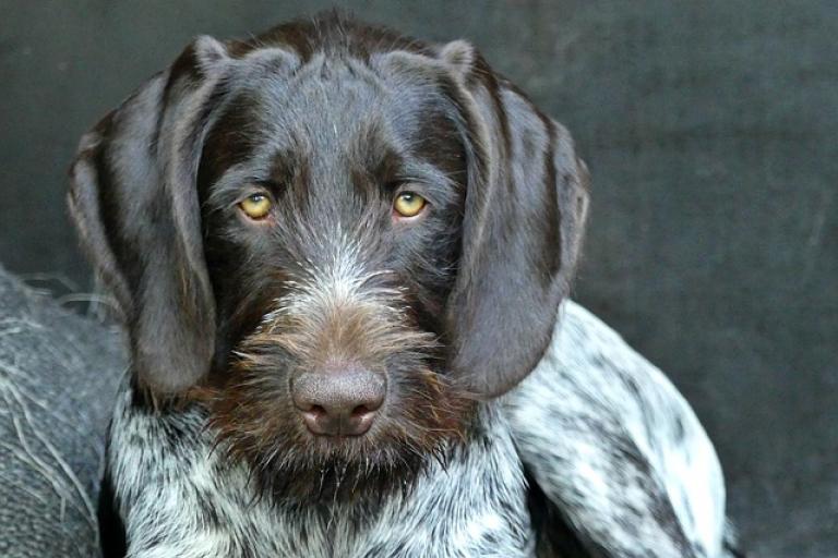 Rauhaar Furnishing german-wirehaired dog